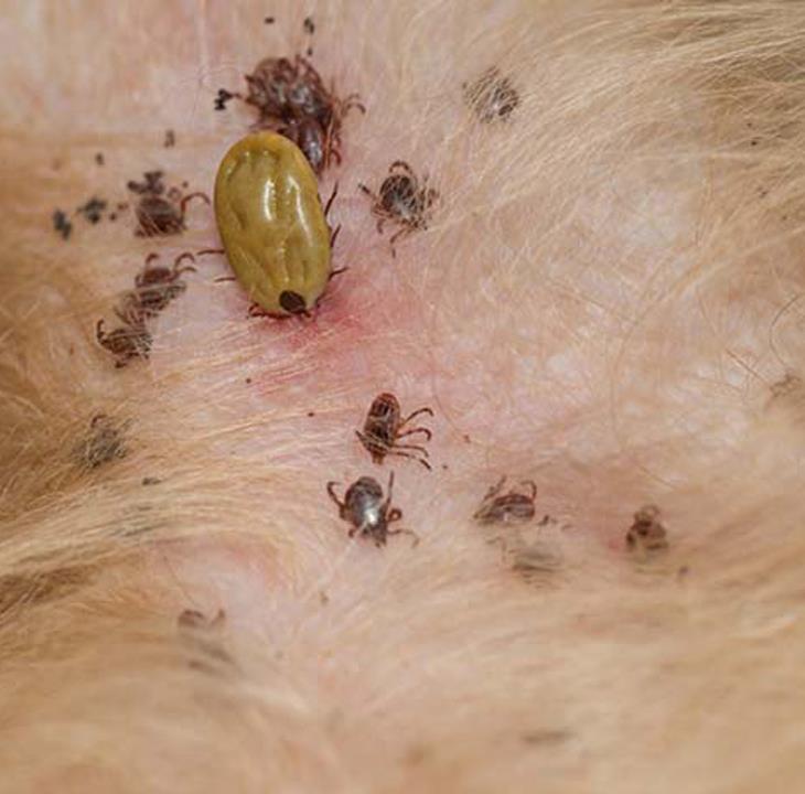 Vien Tri Ve Ran Pet (5) (Medium)