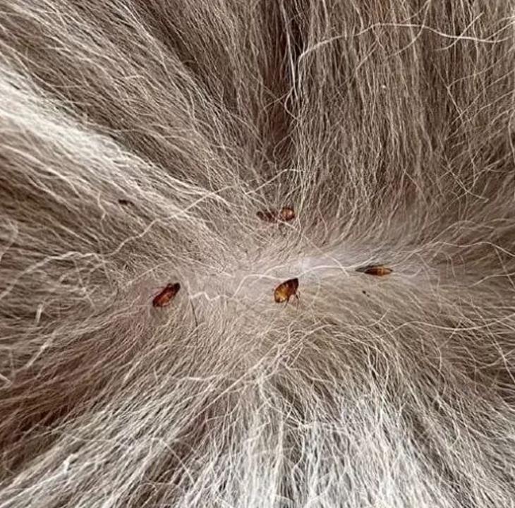 Vien Tri Ve Ran Pet (6) (Medium)