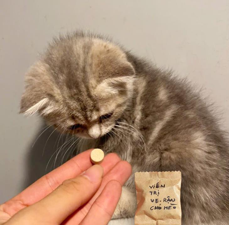 Vien Tri Ve Ran Pet (8) (Medium)