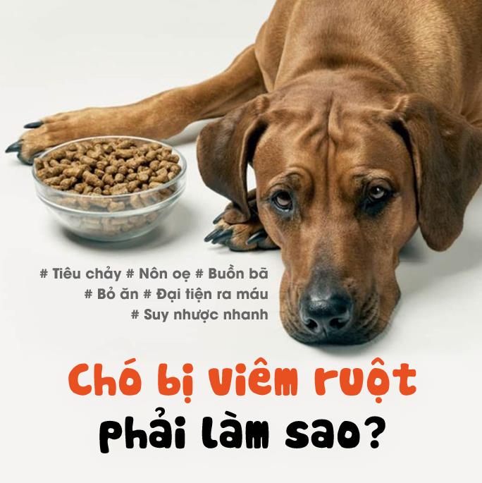 Chó viêm ruột (Medium)